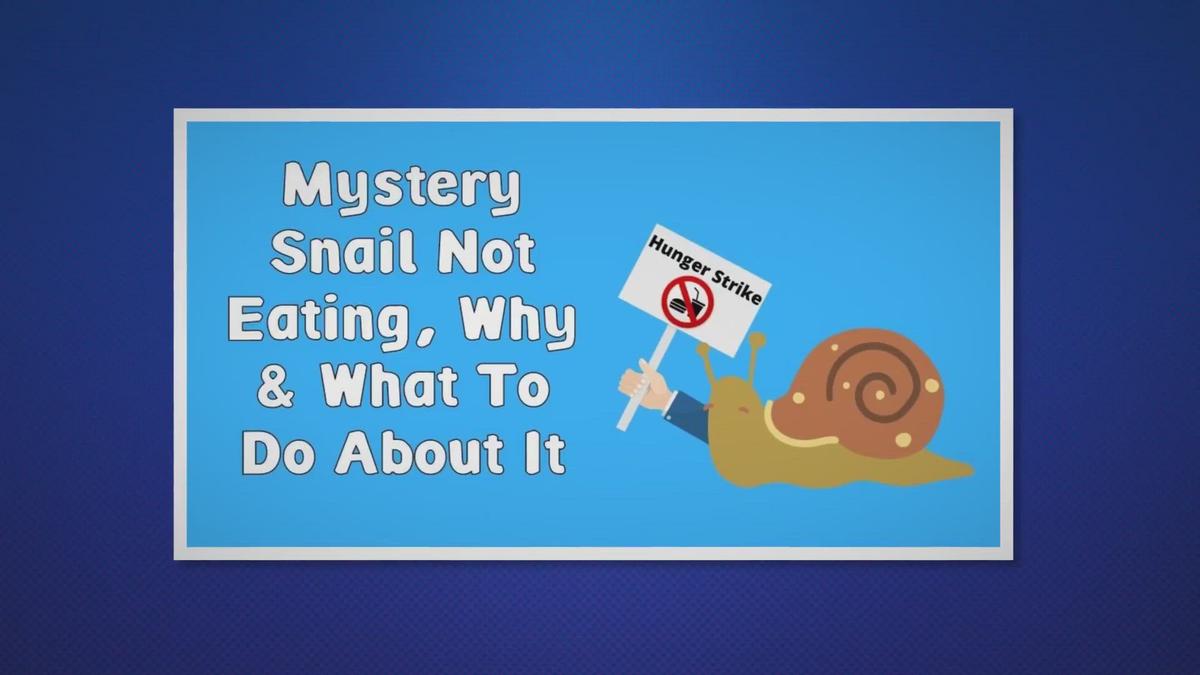 Mystery Snail Not Eating, Why & What To Do About It