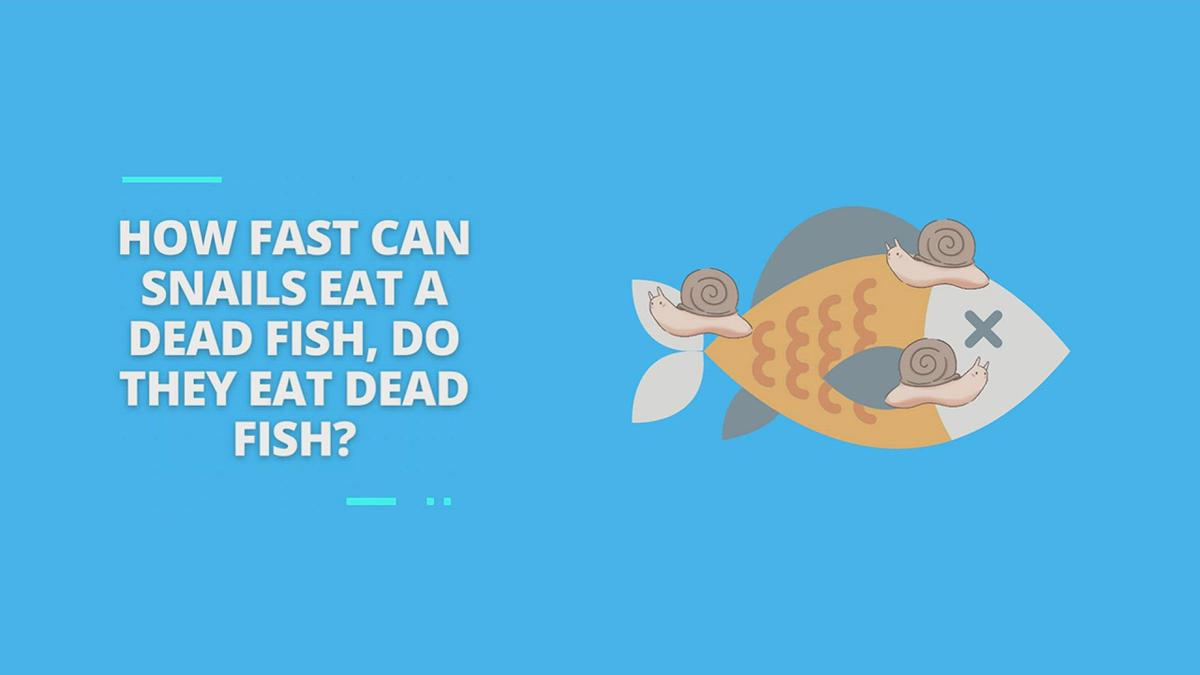 How Fast Can Snails Eat a Dead Fish, Do They Eat Dead Fish