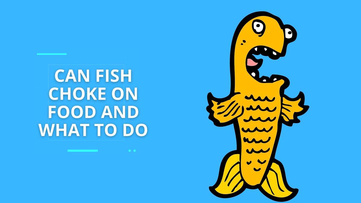 Can Fish Choke on Food And What To Do If Your Fish Is Choking!