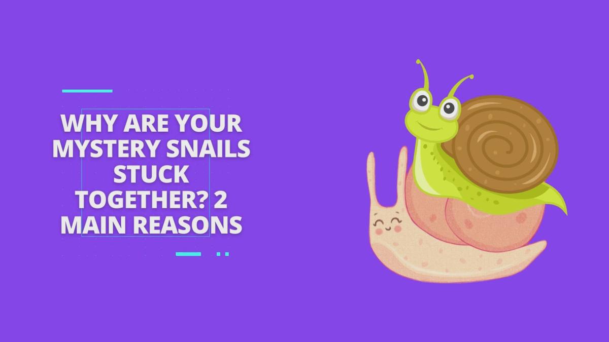 Why Are Your Mystery Snails Stuck Together 2 Main Reasons