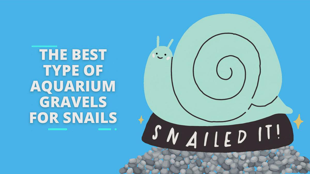 The Best Type of Aquarium Gravels For Snails