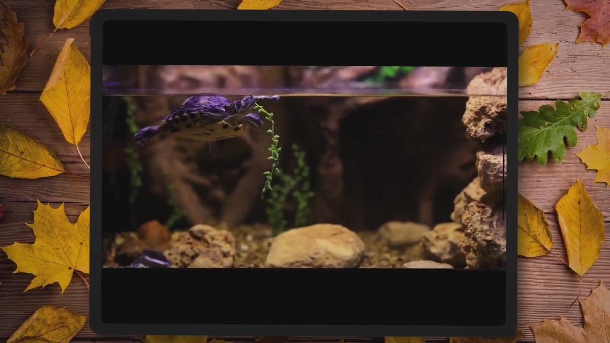 Humix video