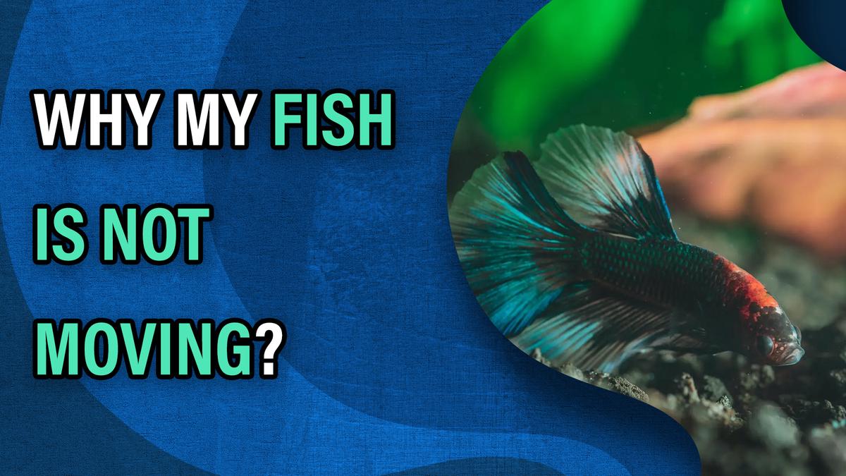 Why do fish swim to the top of a tank after a water change