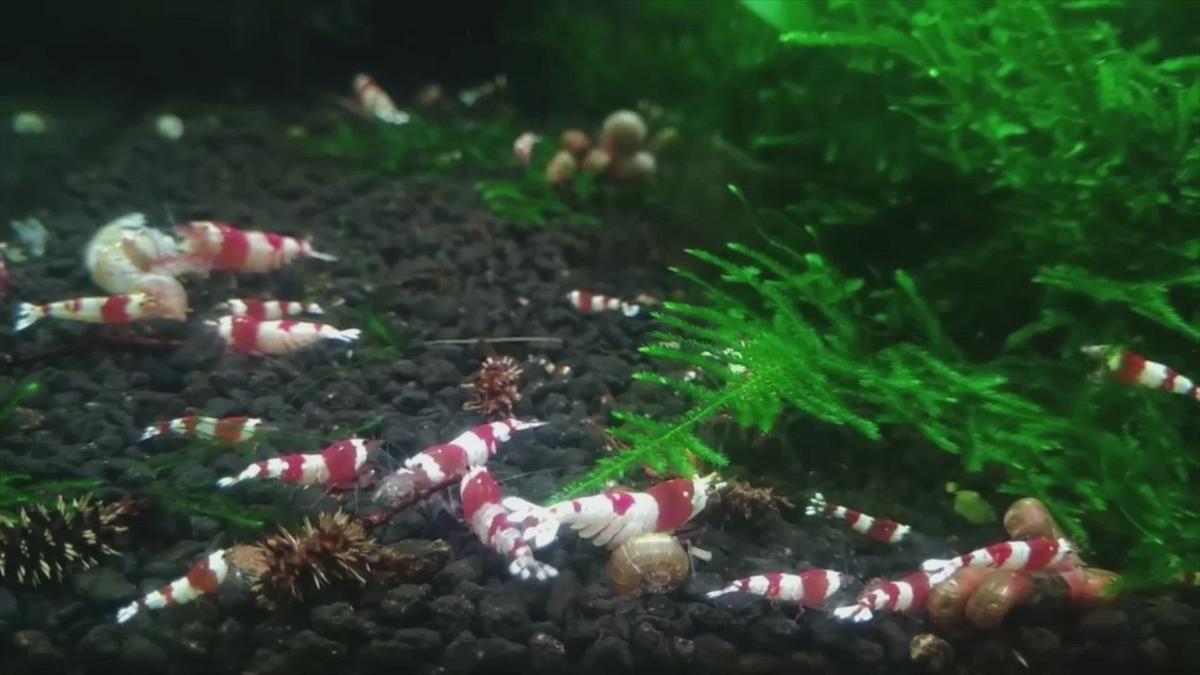 Do Cherry Shrimp Need Air Pump