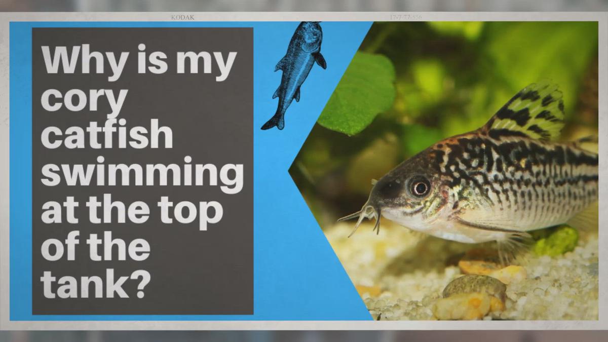 Why is my cory catfish swimming at the top of the tank?