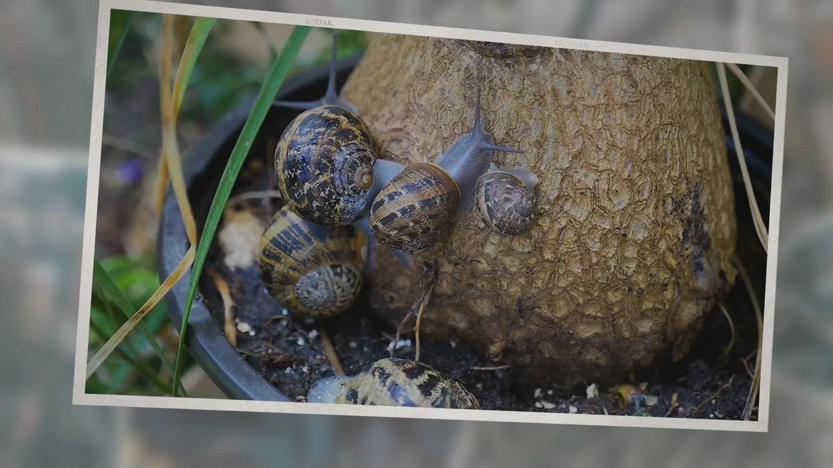 How Fast Can Snails Eat a Dead Fish, Do They Eat Dead Fish