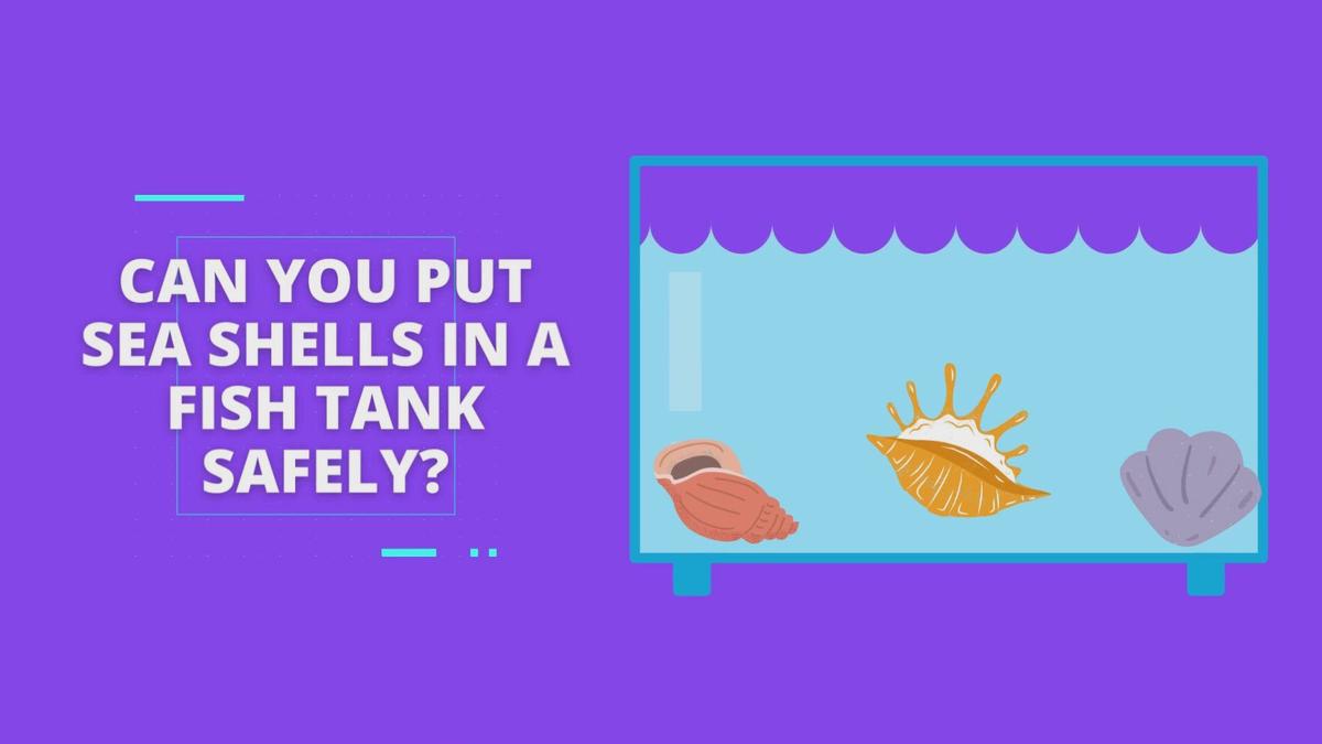 can-you-put-sea-shells-in-a-fish-tank-safely