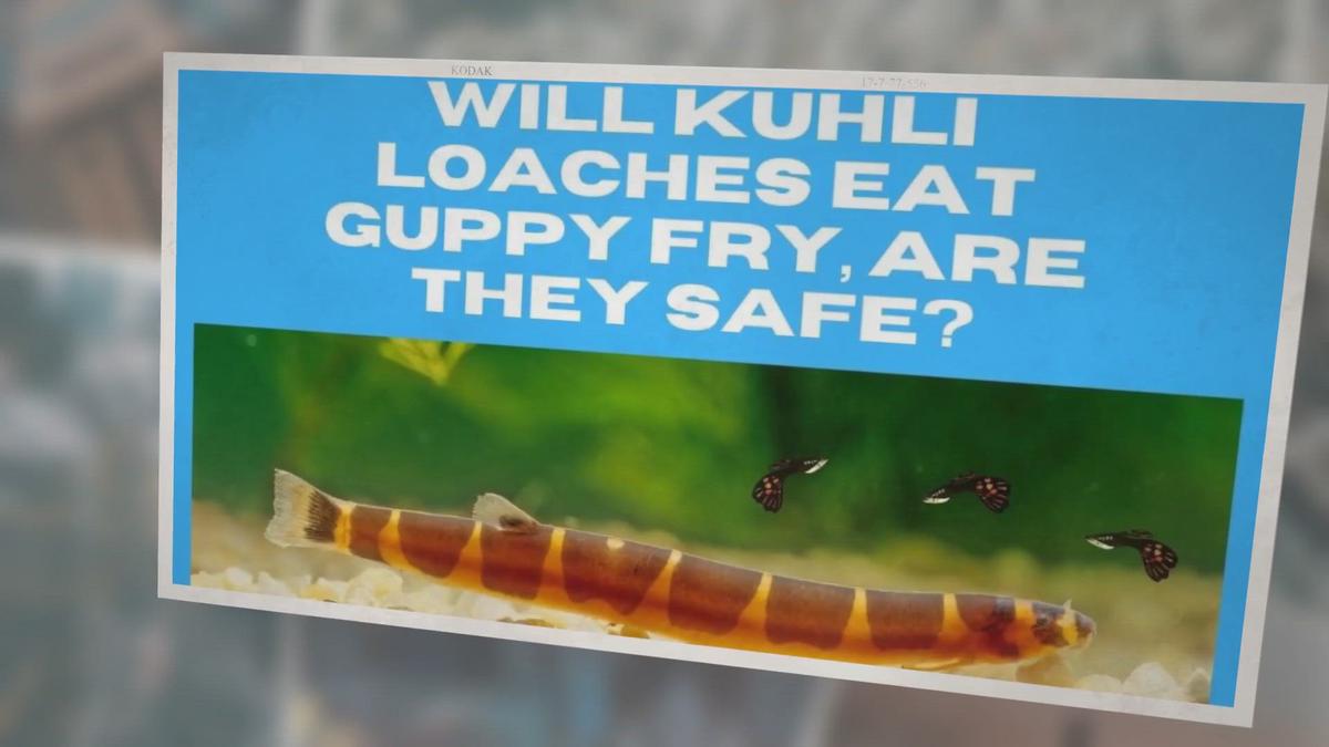 Will Kuhli Loaches Eat Guppy Fry, Are They Safe?