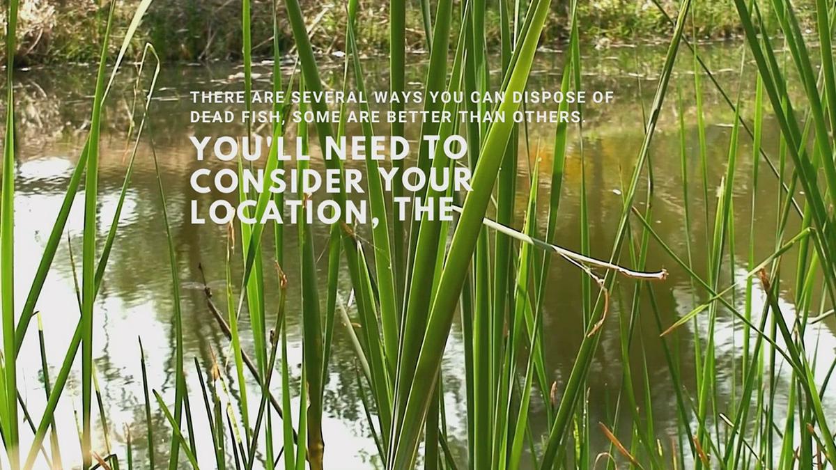 How to Dispose of a Dead Pond Fish Properly