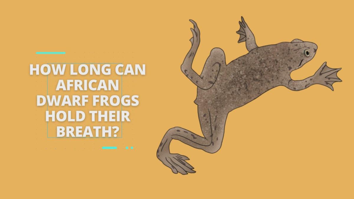 How Long Can African Dwarf Frogs Hold Their Breath