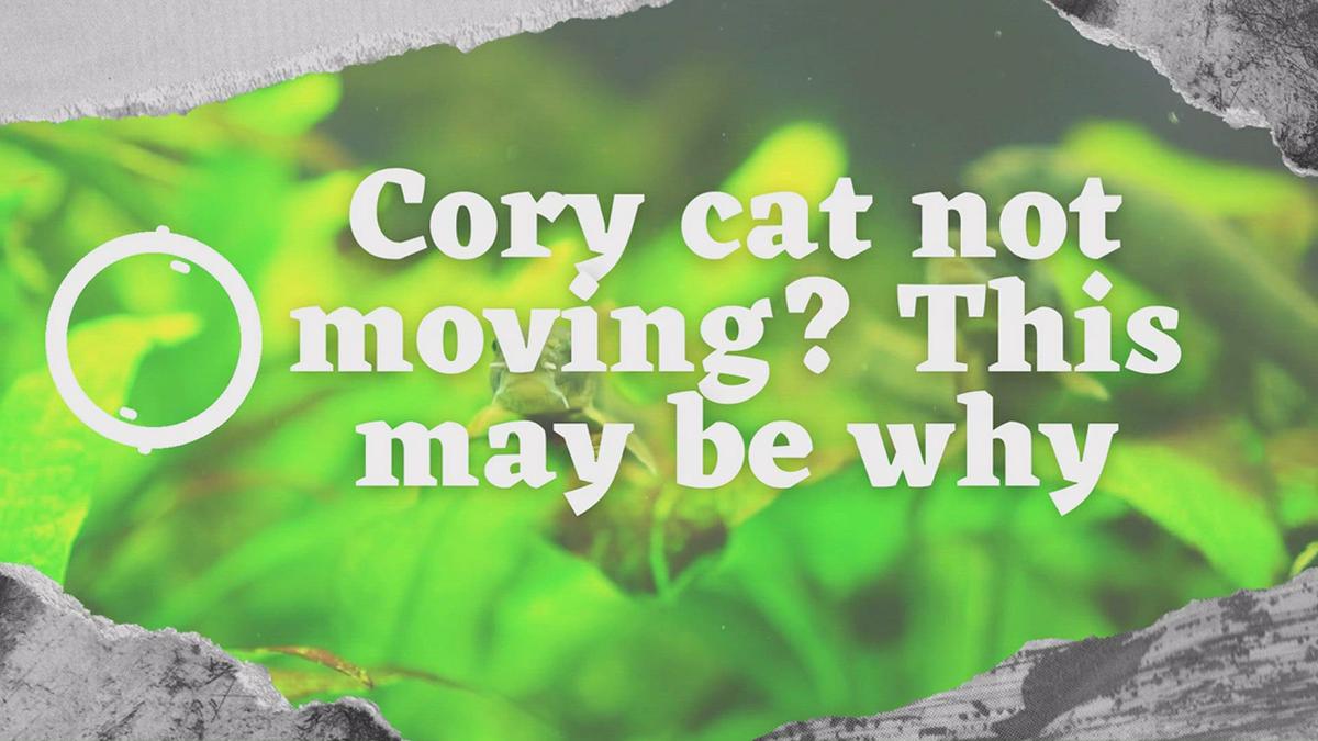 Cory Catfish Died Suddenly Here's Why It May Have Happened