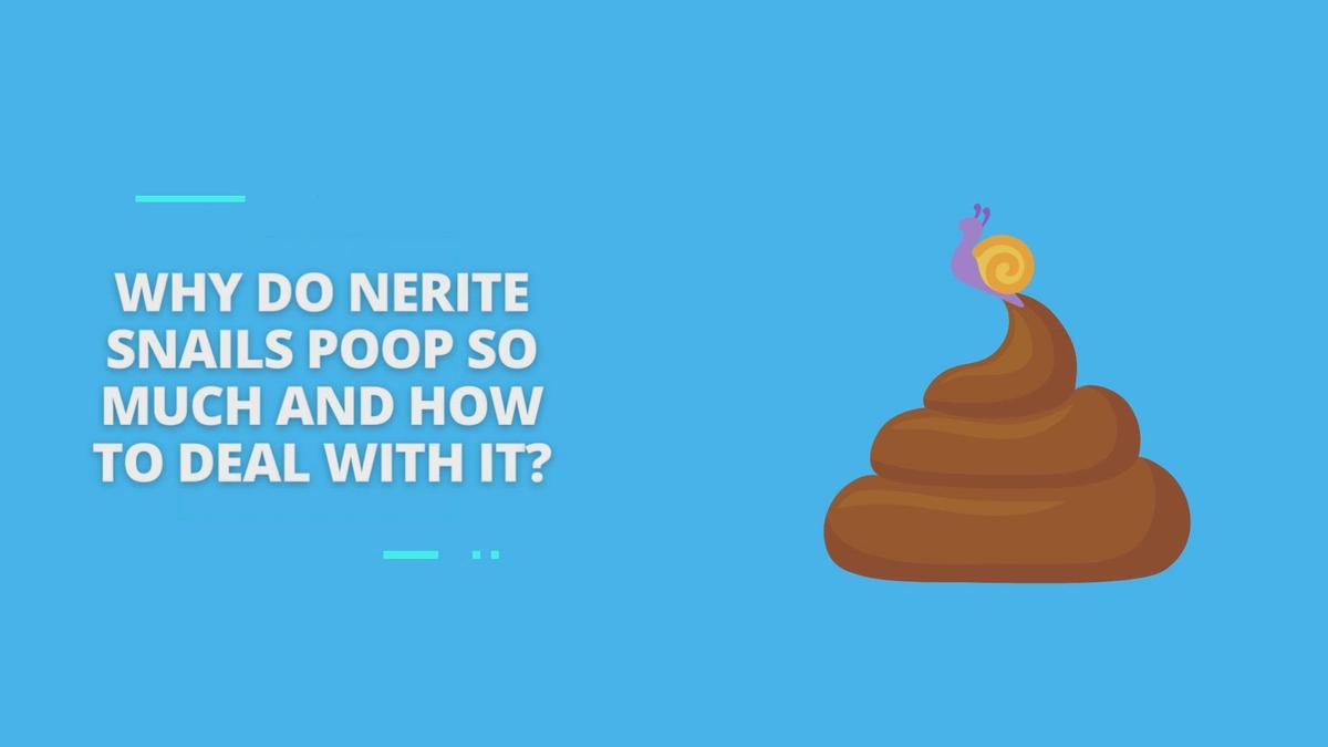 Mystery Snail Not Eating, Why & What To Do About It