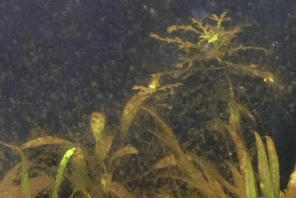 An image of brown diatome algae in a fish tank