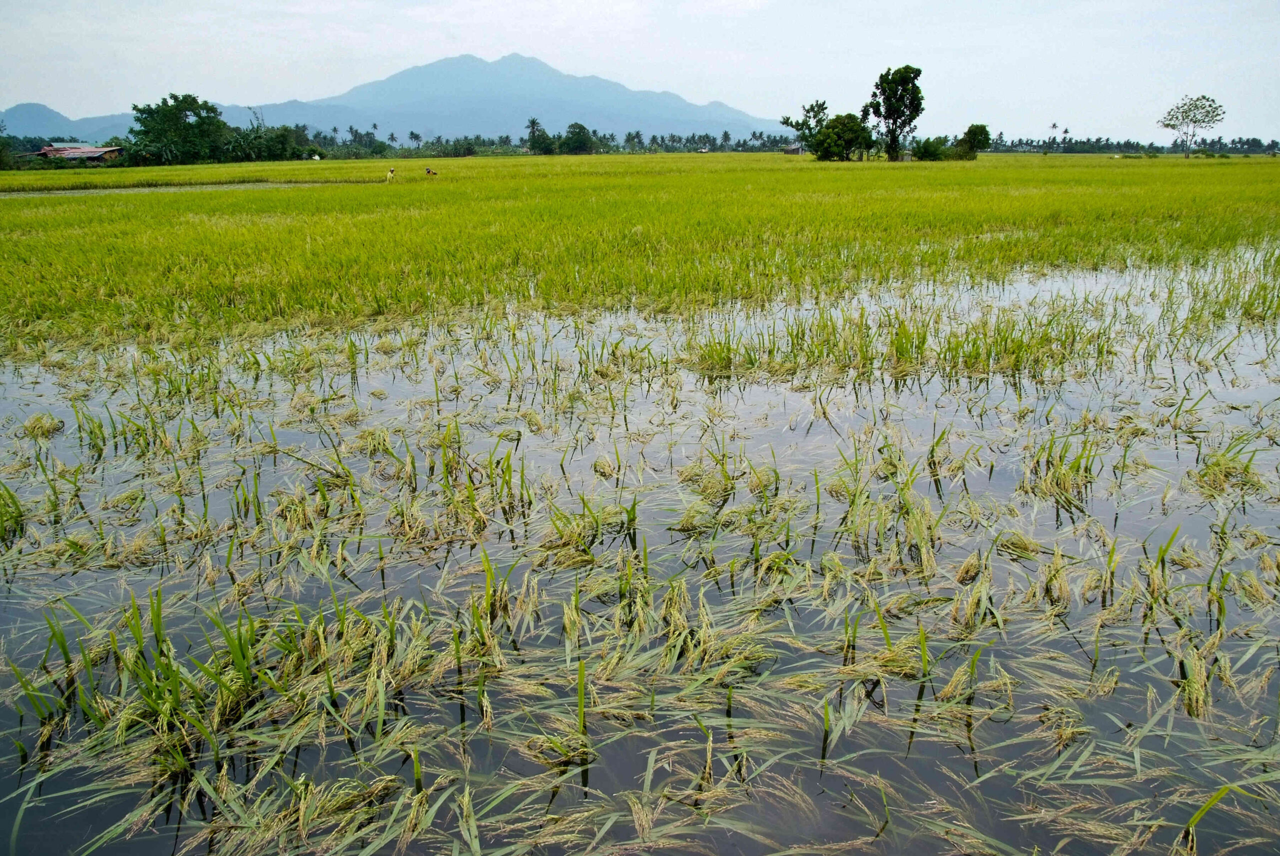 Betta fish natural habitat, flooded rice fields in Asia