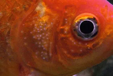 Breeding stars on male goldfish, aka Tubercules for breeding