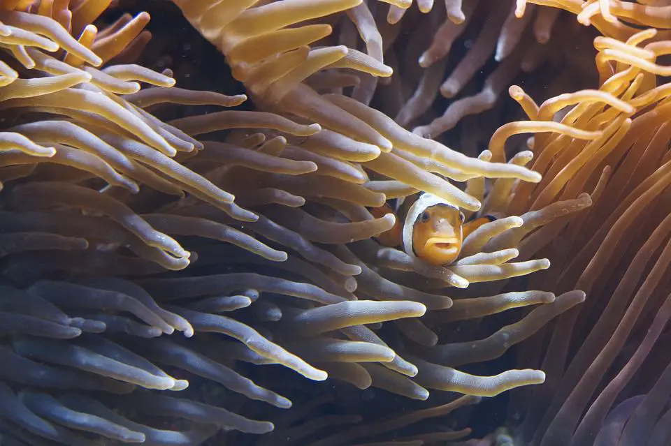 Clownfish hiding in an anemones