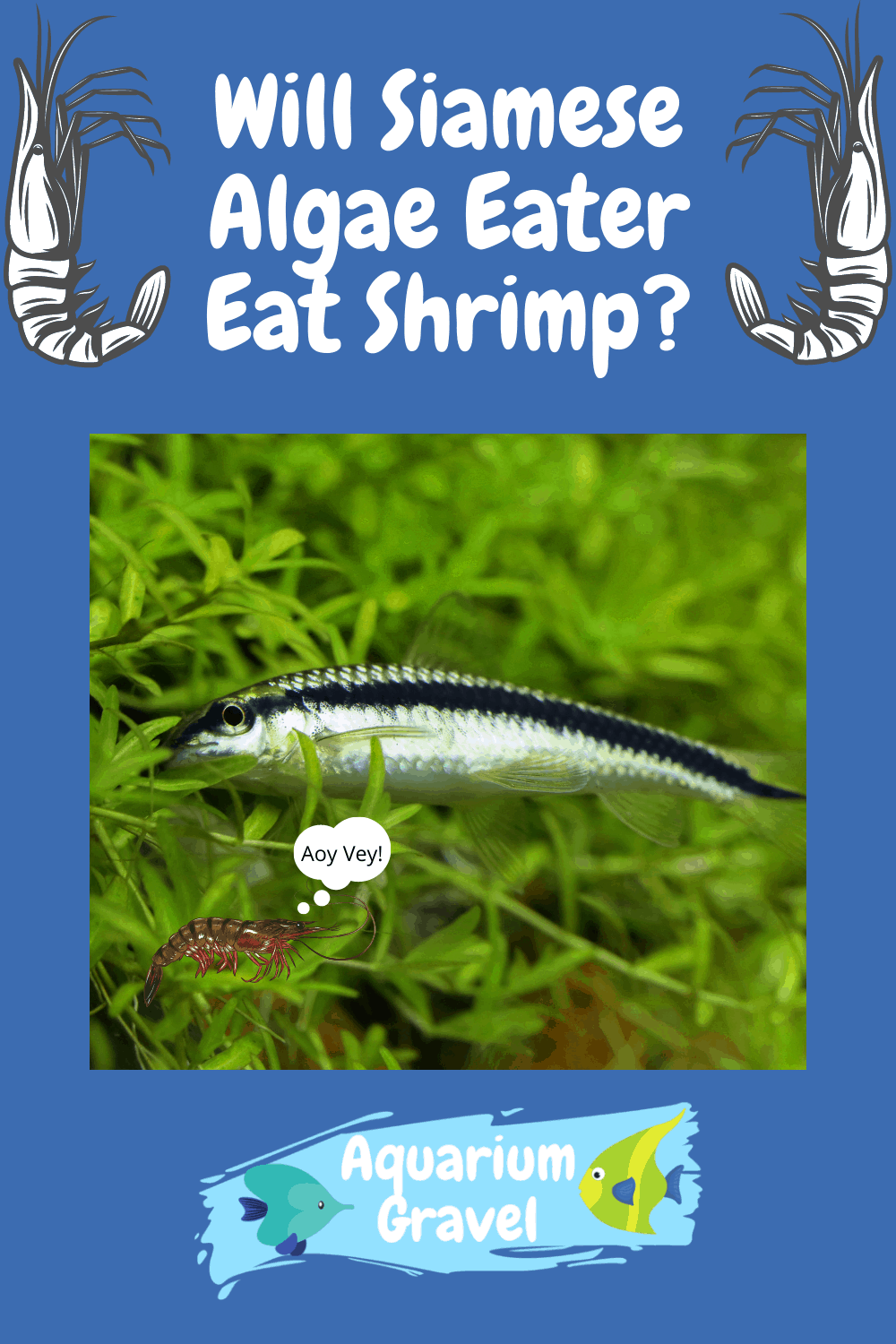 Will Siamese Algae Eater Eat Shrimp?