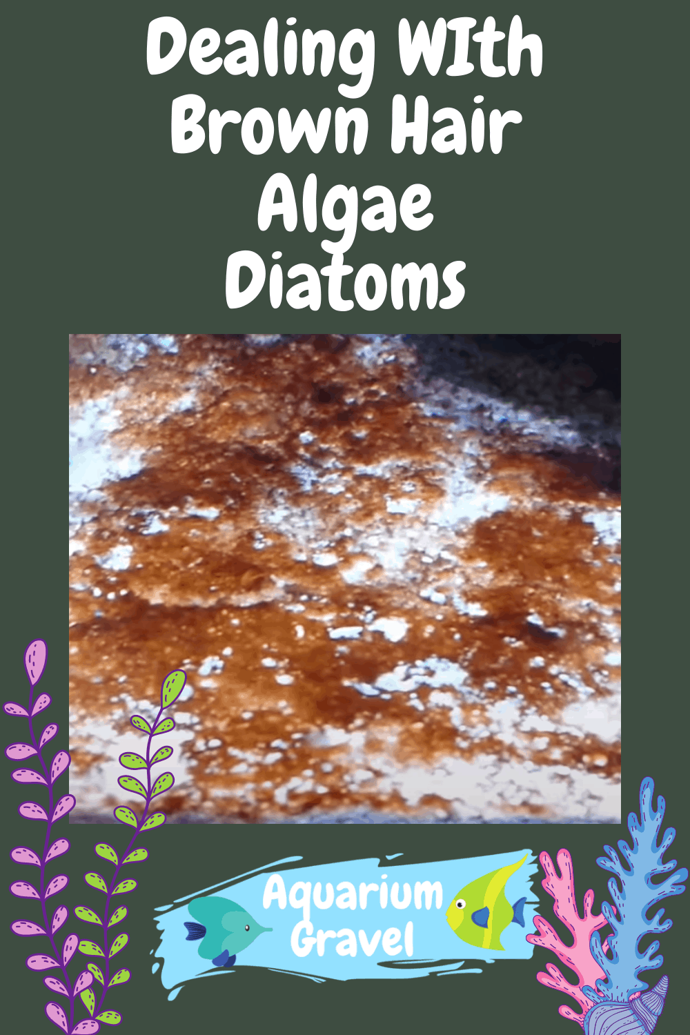 Dealing WIth Brown Hair Algae Diatoms - AG