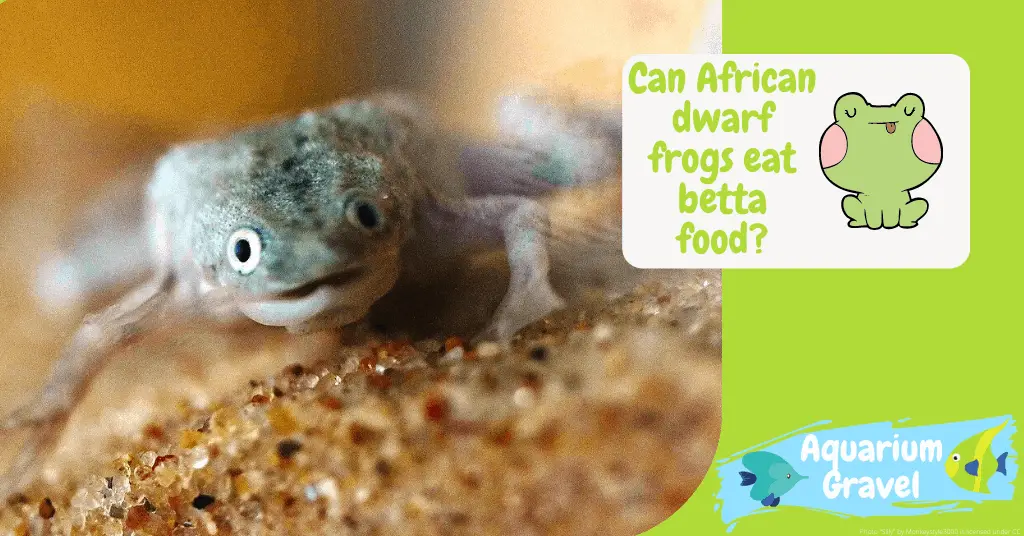 Can African dwarf frogs eat betta food?