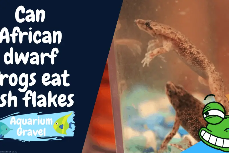 Can African dwarf frogs eat freezedried bloodworms? AG
