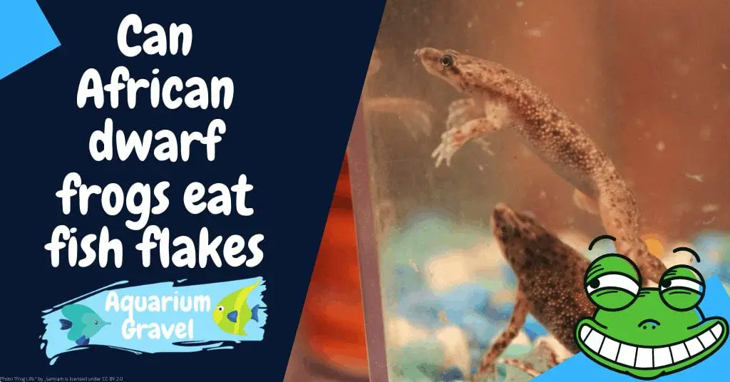 Can African dwarf frogs eat fish flakes