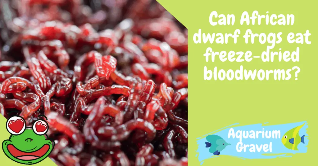 Can African dwarf frogs eat freeze-dried bloodworms