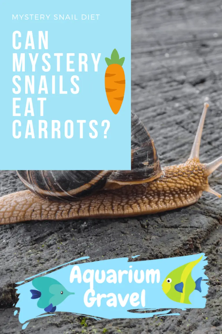 Can Mystery Snails Eat Carrots? - AG