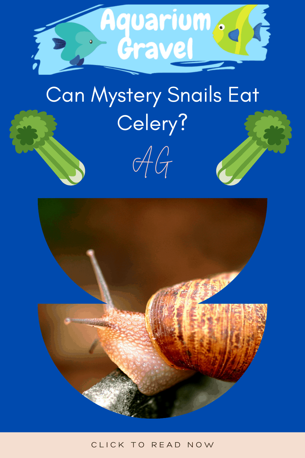 Can Mystery Snails Eat Celery? Yes they can! But.. - AG