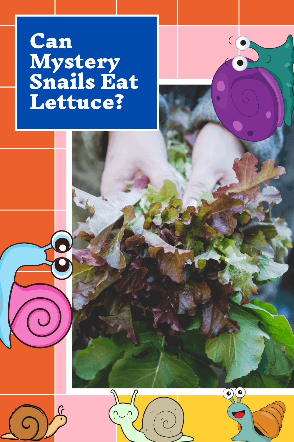 Can Mystery Snails Eat Lettuce?