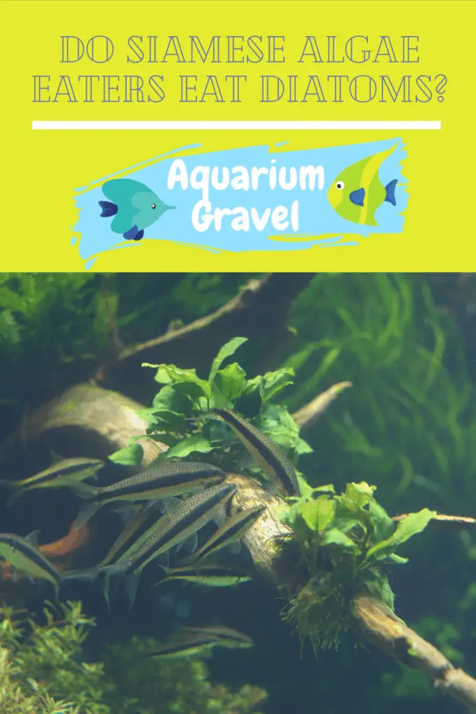 Do Siamese Algae Eaters Eat Diatoms? AG