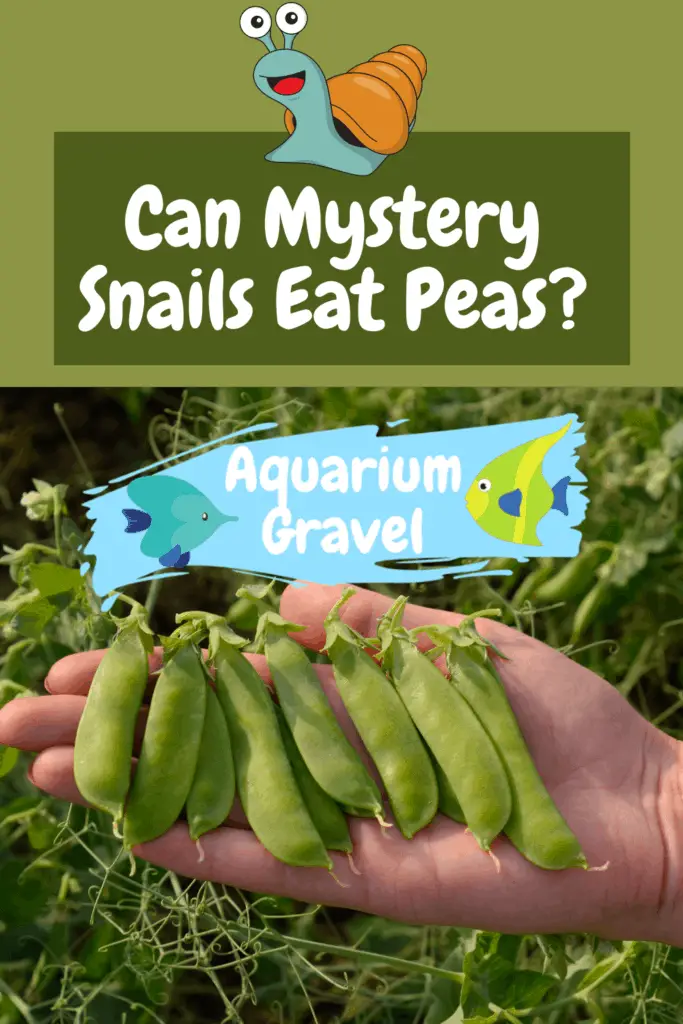 Can Mystery Snails Eat Peas? AG