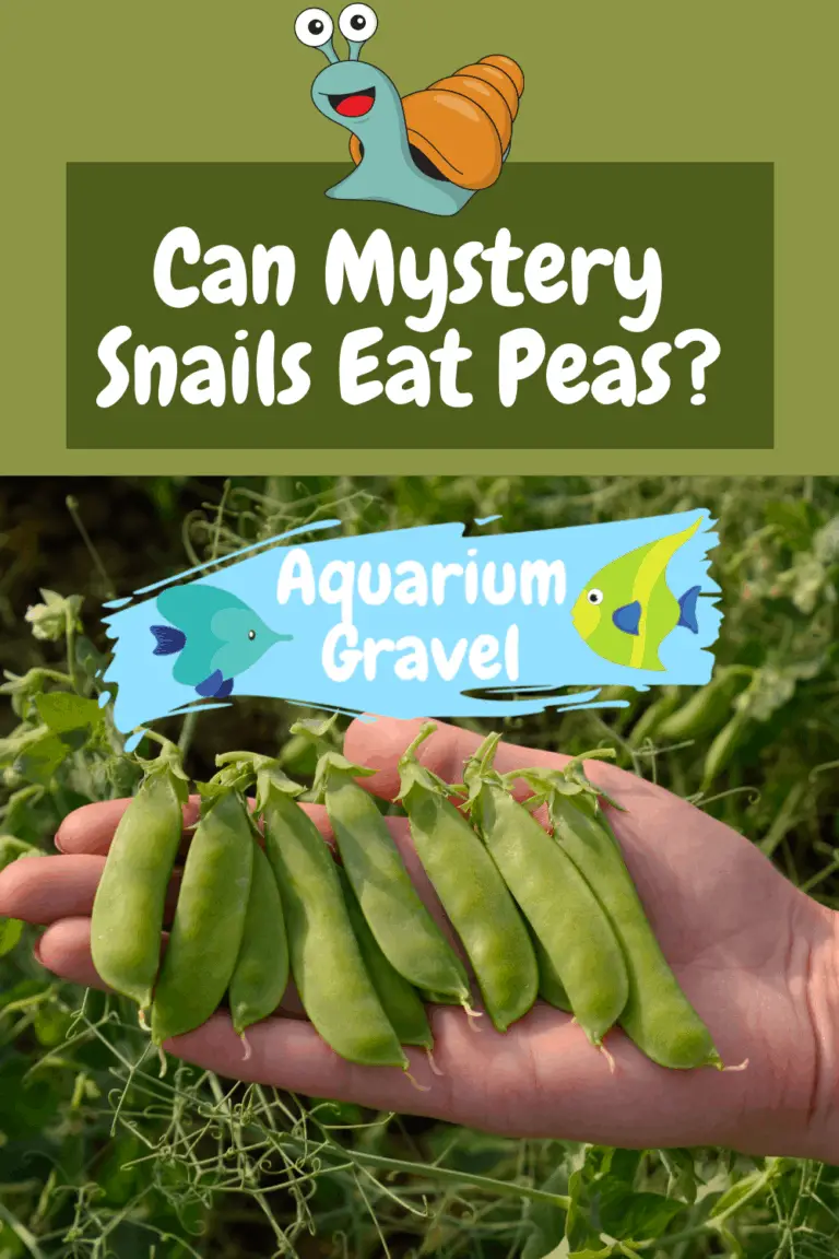 Can Mystery Snails Eat Peas? AG