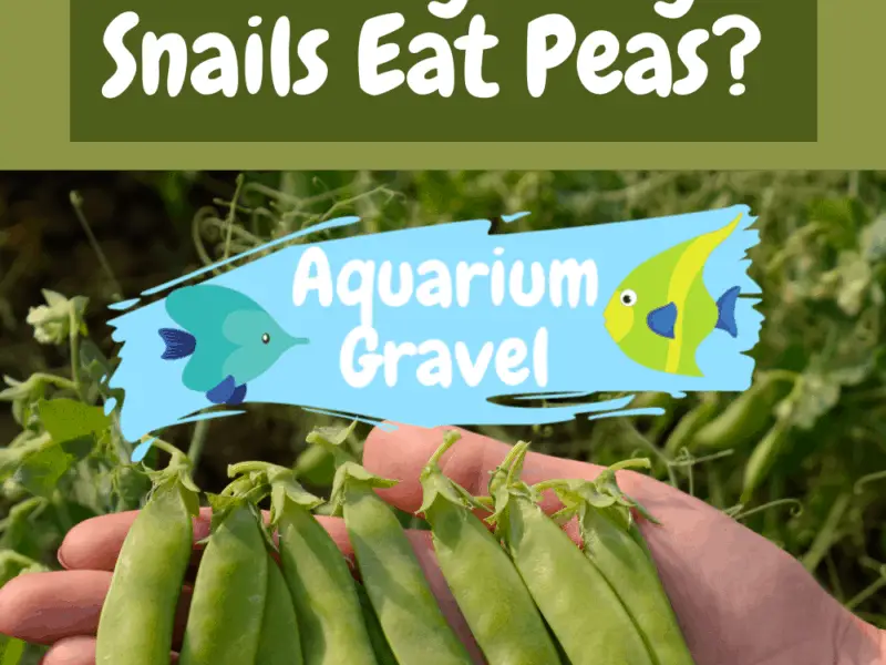 Can Mystery Snails Eat Lettuce? AG