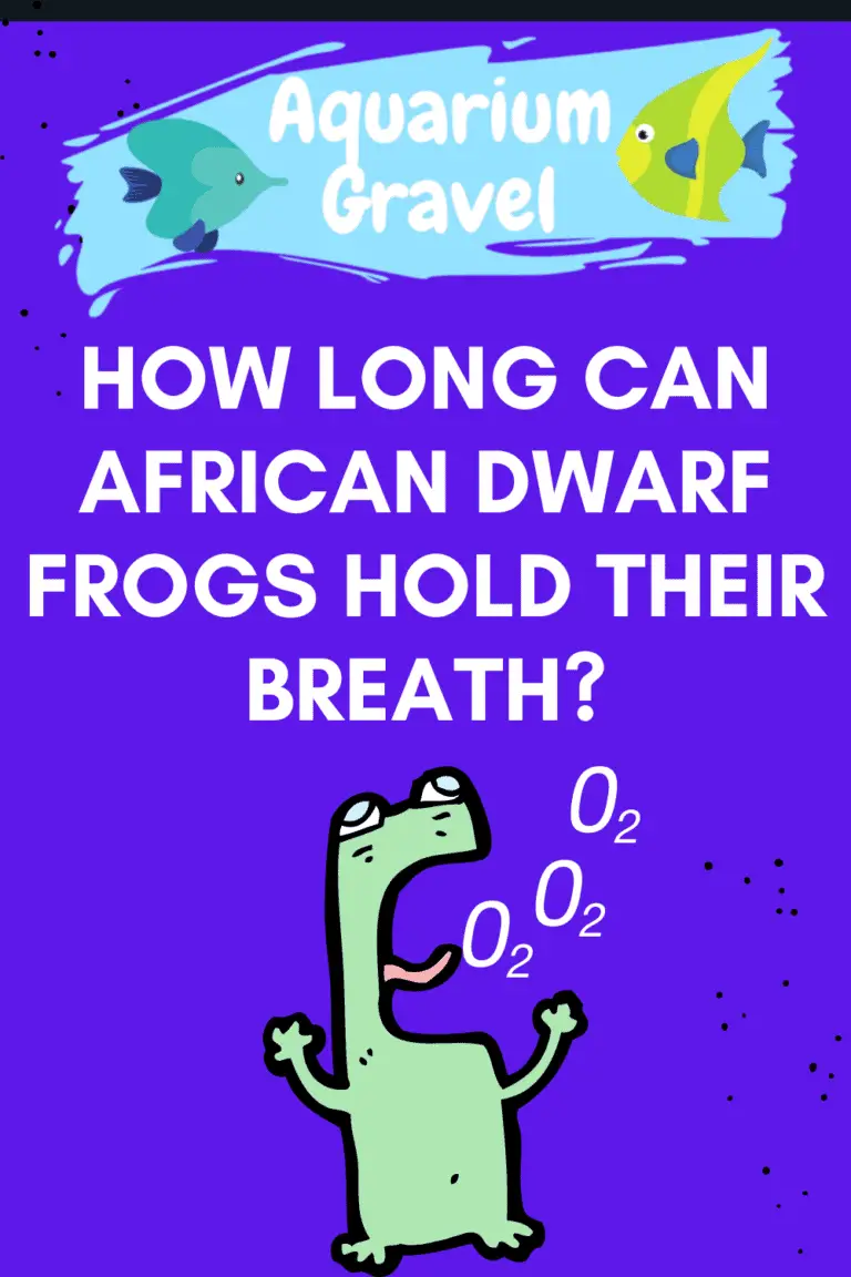 How Long Can African Dwarf Frogs Hold Their Breath - AG