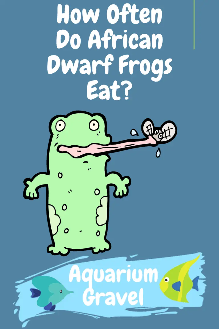 How Often Do African Dwarf Frogs Eat? - AG