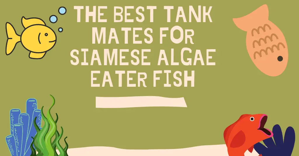 THE BEST TANK MATES FOR SIAMESE ALGAE EATER FISH