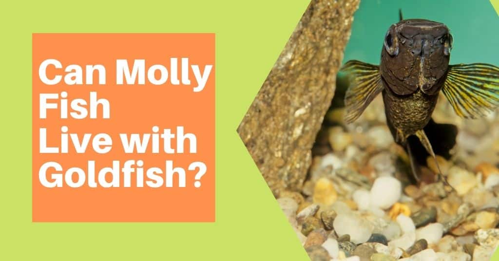 Can Molly Fish Live with Goldfish? - AG