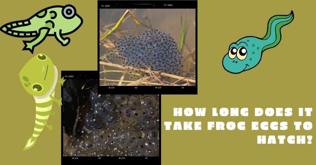 How Long Does It Take Frog Eggs To Hatch?