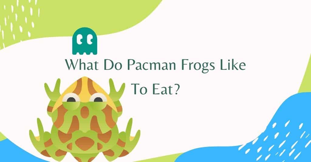 What do pacman frogs eat