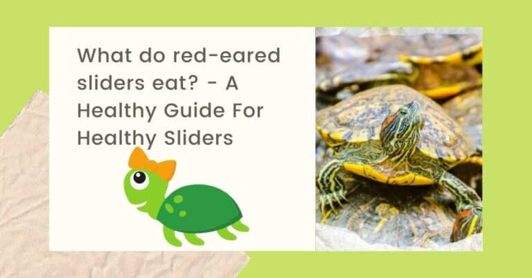 What Do Red Eared Sliders Eat A Healthy Guide For Healthy Sliders Ag 