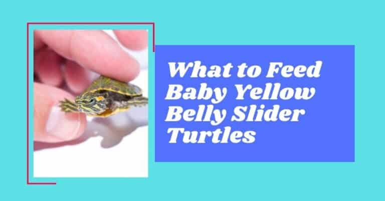 What to Feed Baby Yellow Belly Slider Turtles - A list - AG