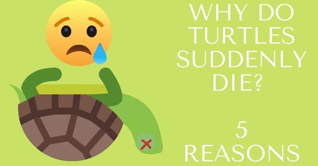 why do turtles die suddenly