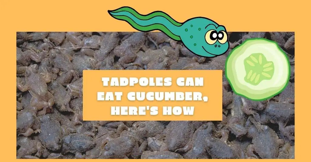 can tadpoles eat cucumber
