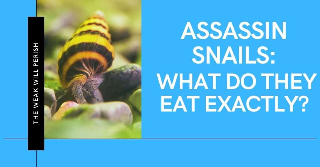 what do assassin snails eat