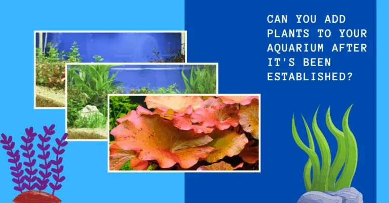 can-you-add-plants-to-your-aquarium-after-it-s-been-established-ag