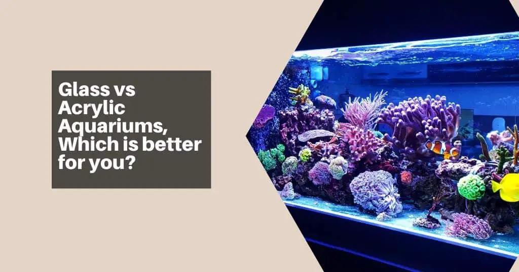 Glass vs Acrylic Aquarium
