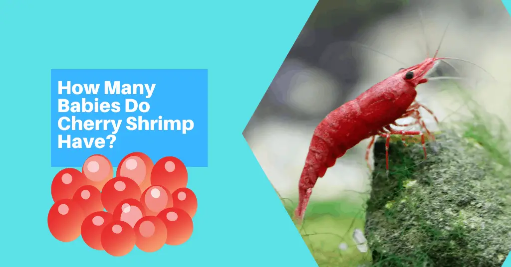 How Many Babies Do Cherry Shrimp Have?