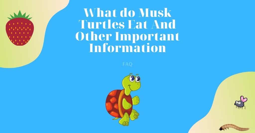 What do Musk Turtles Eat And Other Important Information