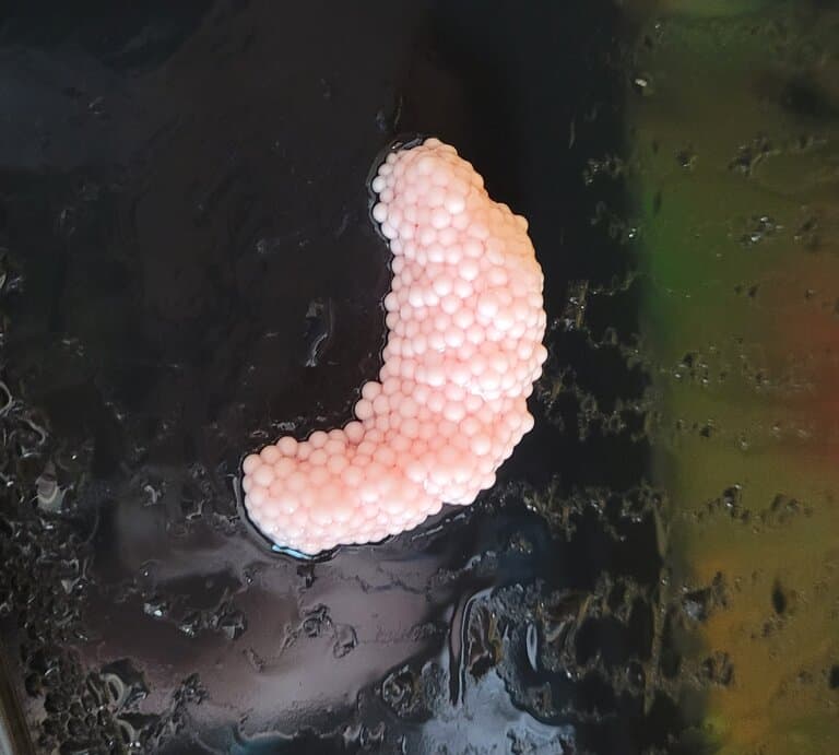 Apple Snail Eggs
Apple Snail Eggs
Apple Snail Eggs