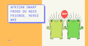 African Dwarf Frogs Do Need Friends, Heres Why - AG